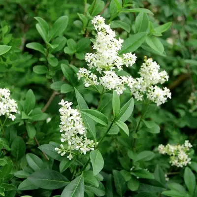 Бирючина обыкновенная АТРОВИРЕНС в Светлогорске