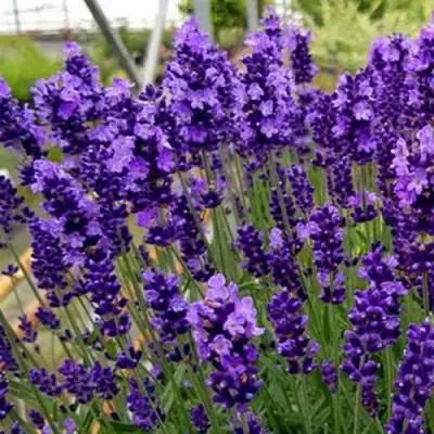Лаванда ХИДКОТ БЛЮ узколистная в Светлогорске