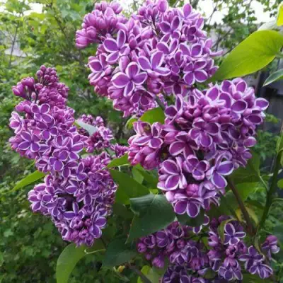 Сирень СЕНСАЦИЯ в Светлогорске