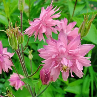 Аквилегия БАРЛОУ ПИНК гибрид МакКаны в Светлогорске