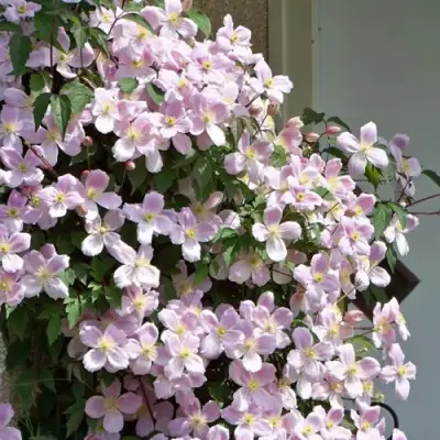 Клематис ГОРНЫЙ в Светлогорске