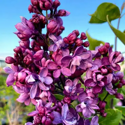 Сирень ВИОЛЕТТА в Светлогорске