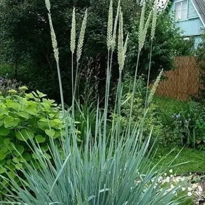 Элимус БЛЮ ДЮН песчаный в Светлогорске