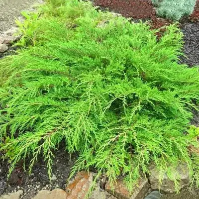 Микробиота ЯКОБСЕН перекрестнопарная в Светлогорске