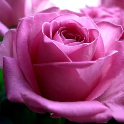 Роза ЭЙФЕЛЕВА БАШНЯ чайно-гибридная в Светлогорске