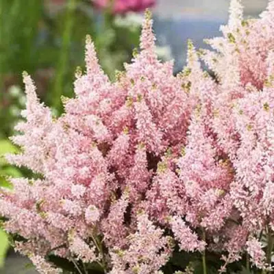Астильба ЮНИК САЛМОН гибридная в Светлогорске