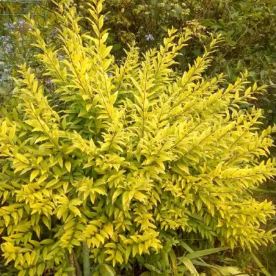 Бирючина АУРЕА обыкновенная в Светлогорске