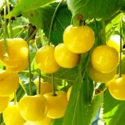 Черешня ПОДСНЕЖНИК в Светлогорске