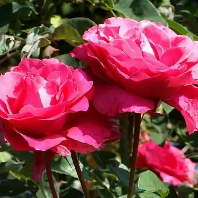 Роза ВИЕН РОУЗ чайно-гибридная в Светлогорске