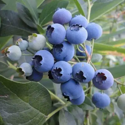 Голубика ЛЕГАЦИЯ в Светлогорске