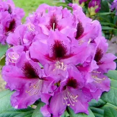 Рододендрон РАСПУТИН в Светлогорске