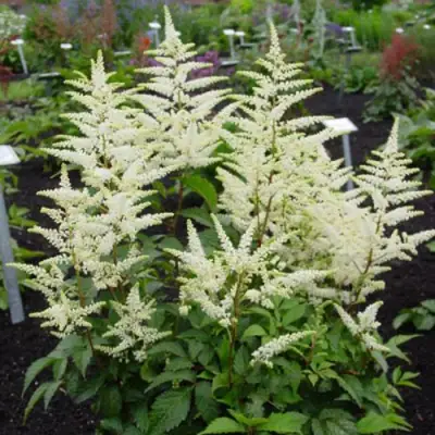 Астильба БРАУТШЛЕЙЕР Арендса в Светлогорске