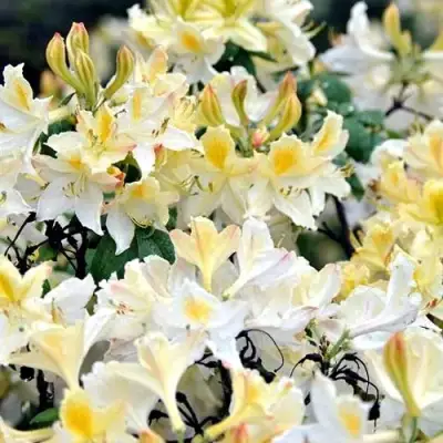 Азалия ДАВИЗИ листопадная в Светлогорске