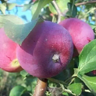 Яблоня СЕРЕБРЯНОЕ КОПЫТЦЕ в Светлогорске