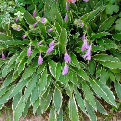 Хоста СТИЛЕТТО гибридная в Светлогорске