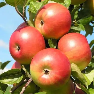 Яблоня ФРИДОМ в Светлогорске