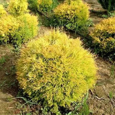 Туя ГЛОБОЗА АУРЕА западная в Светлогорске