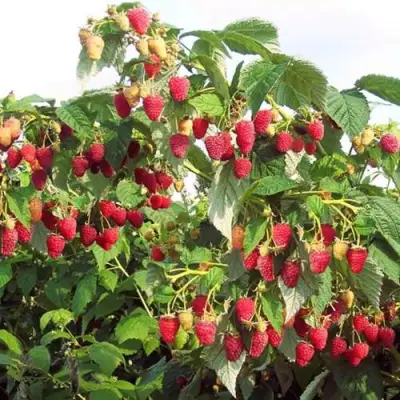 Малиновое дерево СКАЗКА в Светлогорске