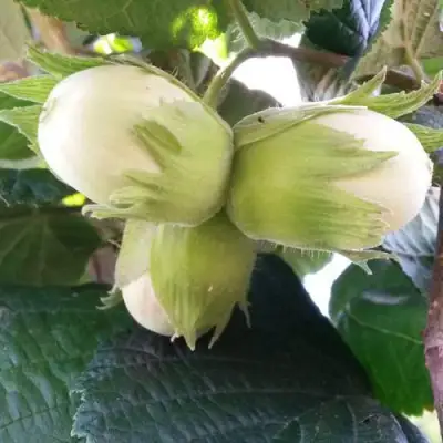 Фундук ЮННАТ в Светлогорске