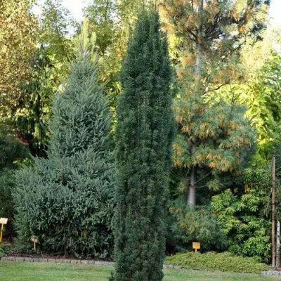 Тис ВОЙТЕК средний  в Светлогорске