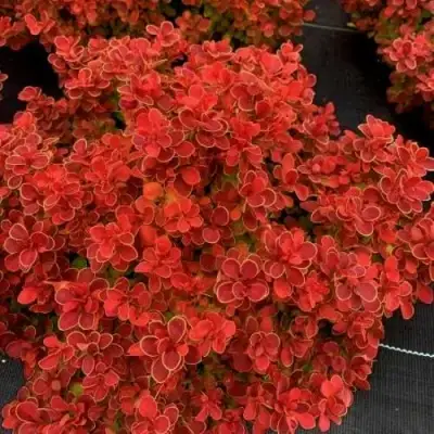 Барбарис РЕД ХОТ ЧИЛИ тунберга в Светлогорске