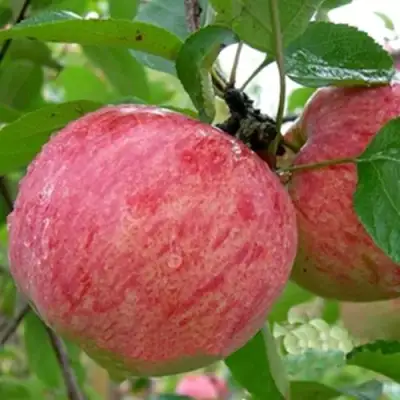 Яблоня ШТРИФЕЛЬ в Светлогорске