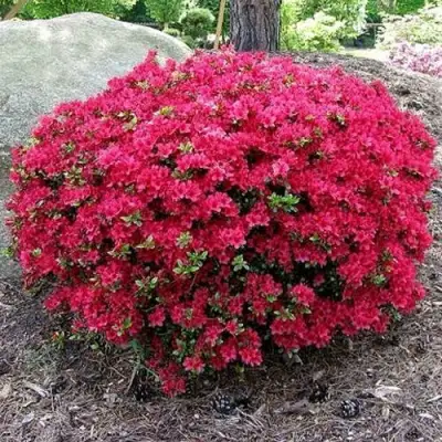 Азалия КАНЗОНЕТТА японская в Светлогорске