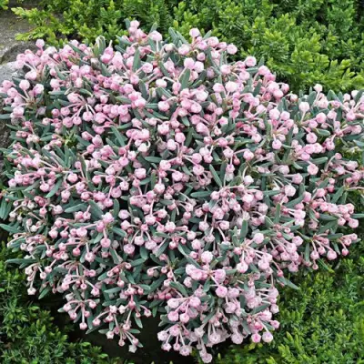 Андромеда БЛЮ АЙС многолистная   в Светлогорске