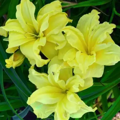 Лилейник ДАБЛ РИВЕР ВАЙ гибридный в Светлогорске