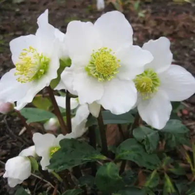 Морозник ЧЕРНЫЙ в Светлогорске