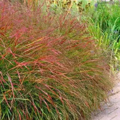 Просо ШЕНАНДО прутьевидное в Светлогорске