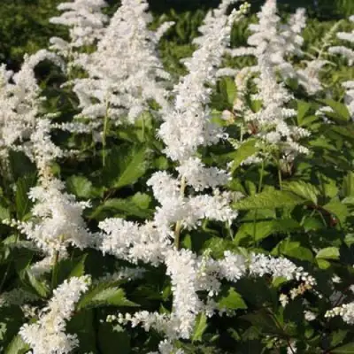 Астильба ДОЙЧЛАНД японская в Светлогорске