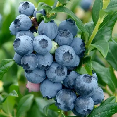 Голубика ХАРДИБЛЮ в Светлогорске