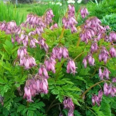 Дицентра изящная в Светлогорске