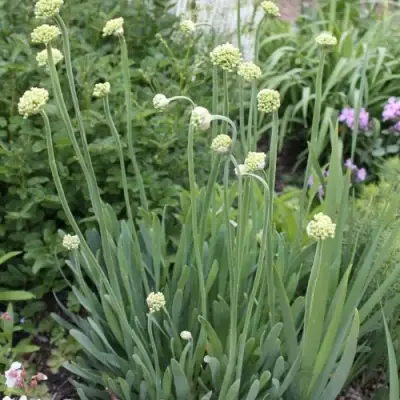 Лук слизун в Светлогорске