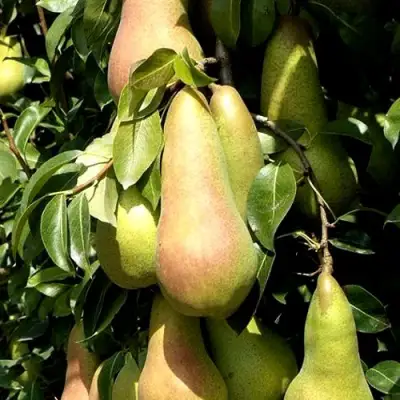 Груша КОНКОРД в Светлогорске