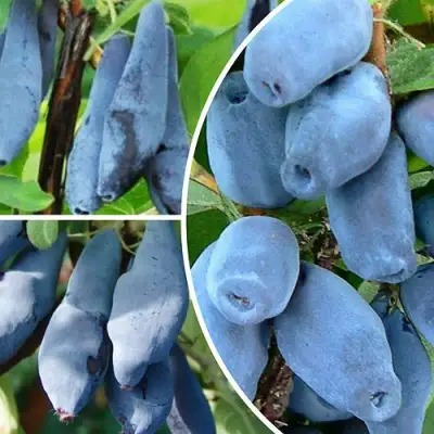 Комплект СИЯНИЕ ГЛАЗ в Светлогорске