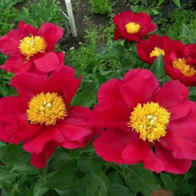 Пион АМЕРИКА травянистый в Светлогорске