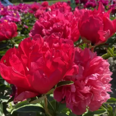 Пион БЕЛГРАВИЯ травянистый в Светлогорске