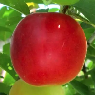 Плумкот БИРИКОККОЛО БОЛОГНЕС в Светлогорске