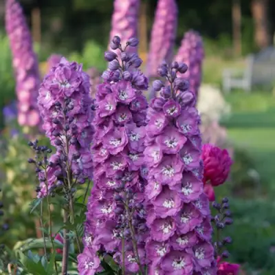 Дельфиниум ДЕЛЬФИС ПИНК ПАУЭ высокий в Светлогорске