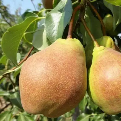 саженцы груши Суперлетняя