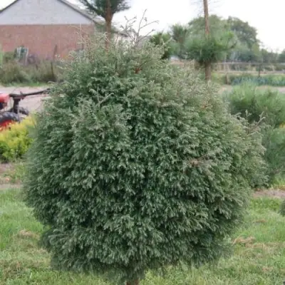 Туя вересковидная в Светлогорске