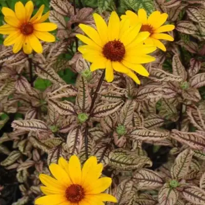 Гелиопсис САММЕР ПИНК в Светлогорске