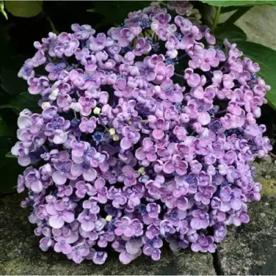 Гортензия АИША крупнолистная  в Светлогорске