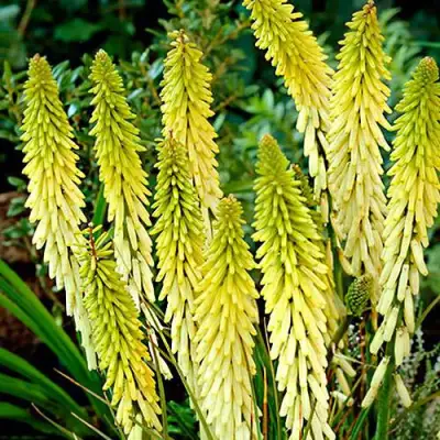 Книфофия ЛИТТЛ МЕЙД гибридная в Светлогорске