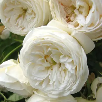 Роза АРТЕМИС шраб в Светлогорске