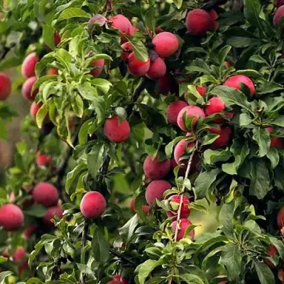 Слива КЛЕОПАТРА в Светлогорске