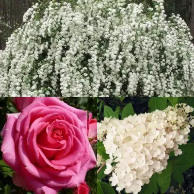 Комплект ВЕЧНАЯ КЛАССИКА в Светлогорске