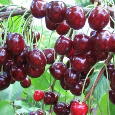 Черешня ОВСТУЖЕНКА в Светлогорске